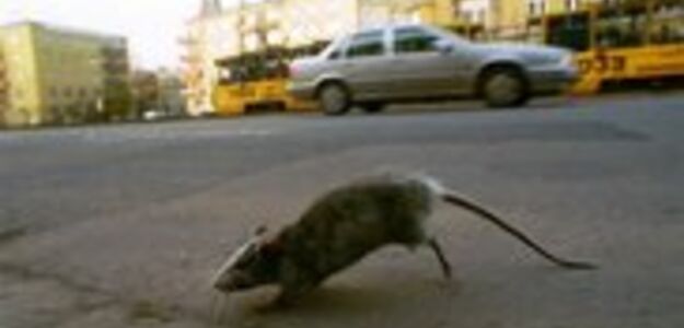 Włożyła szczura do potrawy, żeby wymusić 500 tys. dolarów