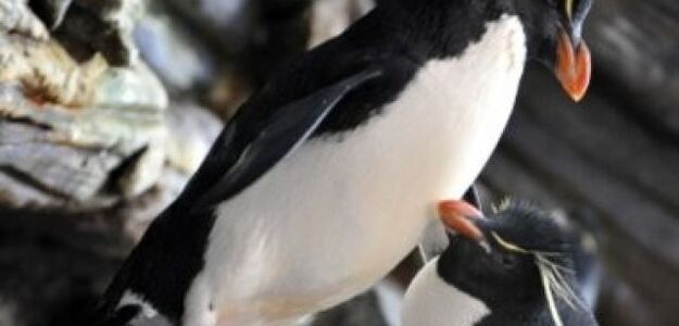 Oto, dlaczego pingwiny są czasami "homo"