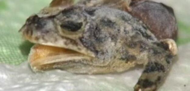 Fuj! Żaba w mrożonce