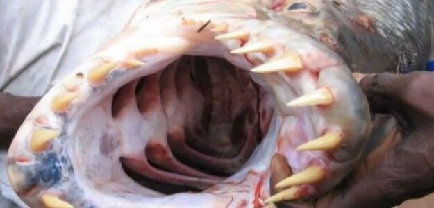 Ryba, która nie boi się krokodyli