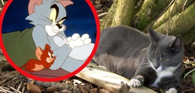 Tom i Jerry istnieją naprawdę!