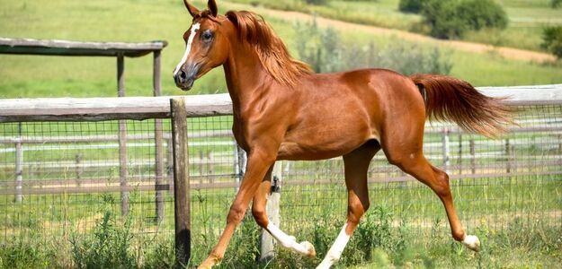 Mężczyzna we fraku zgwałcił mojego konia