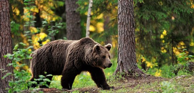 Malutki pies przestraszył 3 niedźwiedzie