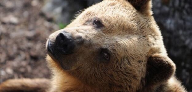 Słowacy ostrzegają: Uwaga na pijane niedźwiedzie!