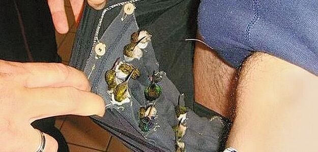 Miał w majtkach 11 PTASZKÓW!