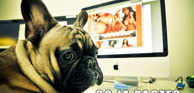 Co ja pacze? O co chodzi z tym kotem