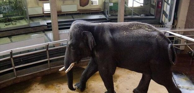 Ten gość bez seksu wariuje!