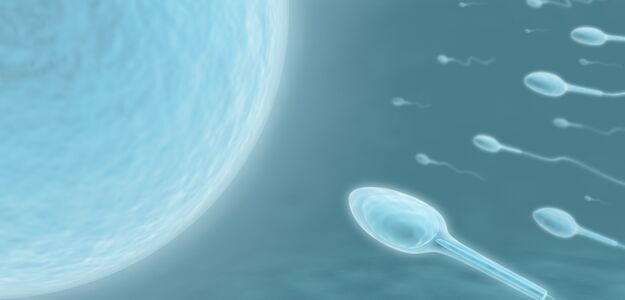 Dawcy będą płacić alimenty?