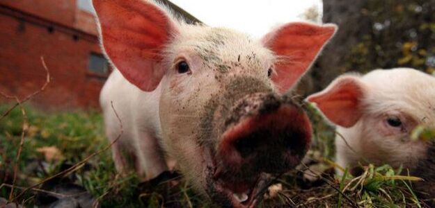 Wielka świnia uwięziła kobietę w domu