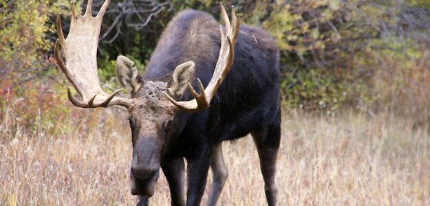 Gang pijanych łosi grasuje pod Sztokholmem