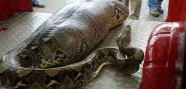 Pyton zjadł pijanego człowieka, który zasnął przed sklepem?