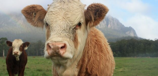 Gazy wzdętych krów wysadziły w powietrze oborę
