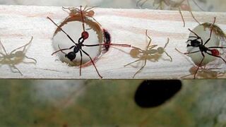Jak rozładować korki? Bierzmy przykład z mrówek