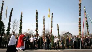 Najwyższa palma w historii Lipnicy: 33 metry i 45 centymetrów