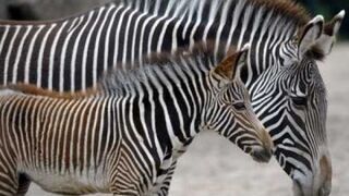 Biedne zoo przemalowuje osiołki na zebry