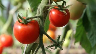 Złodziej ukradł pierwszego pomidora tego sezonu