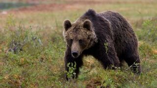 Rosja: Niedźwiedź narozrabiał na weselu