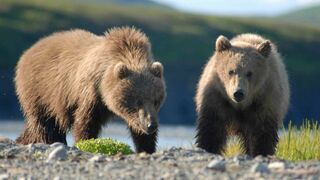 Pod Oszmianą dwa niedźwiedzie zabrały lunch biznesmenom
