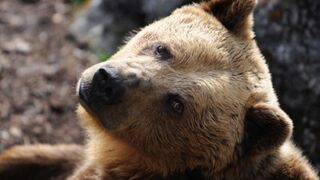 Słowacy ostrzegają: Uwaga na pijane niedźwiedzie!