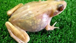 Japończycy stworzyli przezroczystą żabę!