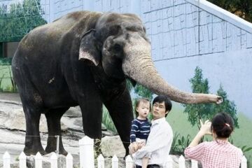 Słoń oskarżony o chuligaństwo