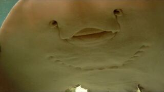 Ryba z ludzką twarzą