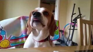 Dog singing Say Something (I'm Giving Up On You)