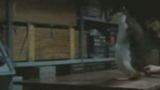 Pingwin wymiata w ping ponga!