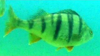 Okonie wielkie jak karpie