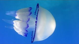 Jellyfish / Meduza Rhizostoma pulmo