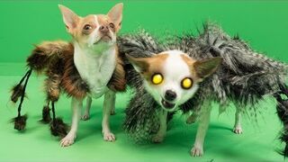SpiderDog 2 - Halloween Prank