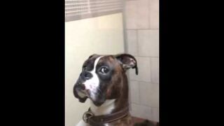 Kiedy obierasz psa od weterynarza i wiesz, że się zemście...