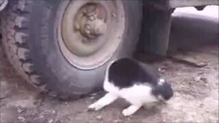 Bardzo sprytna mysz!