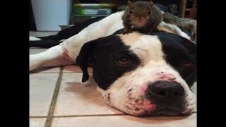 Wiewiórka ma ochronę