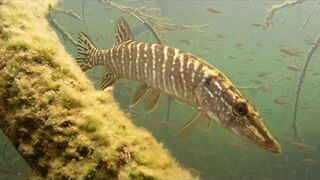 Szczupaki na jesieni cz.2