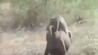 Kapucynki na dzikiej świni!