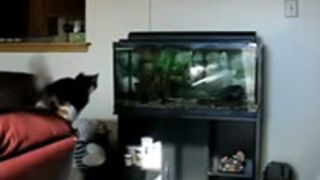 Kot vs Akwarium