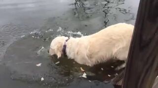 Sprytny pies łapie rybę