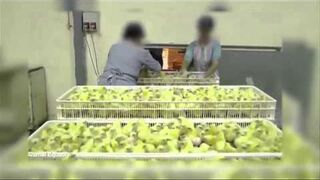 Szokujące nagranie z wylęgarni piskląt