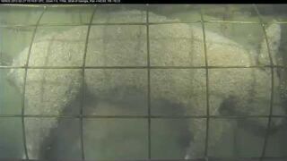 Eksperyment: Co się stanie ze zwłokami na dnie oceanu?