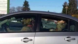 Psy niecierpliwie czekają na pana, w samochodzie!