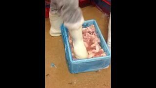 Ukrainiec chwali się, jak pracuje w Polsce przy kurczakach