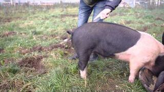 Jak wyprostować świni ogon?