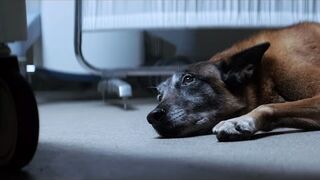 Emotional Pet Campaign – 30 Millions d’Amis Foundation