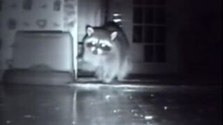 Szop przyłapany na gorącym uczynku 2