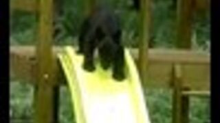 Niedźwiadki na zjeżdżalni