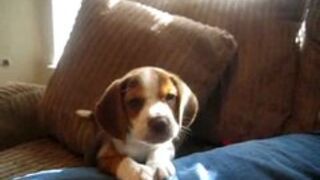 Szczeniaczek uczy się wyć