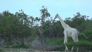 Białe żyrafy w Kenii