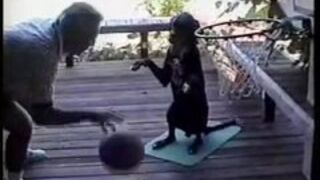 Pies gra w koszykówkę