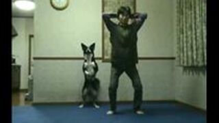 Pies robiący przysiady